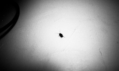 4267005261_60f83fca1d_z