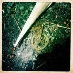 15_HIP_357933813.839041