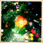 18_HIP_357937787.665072