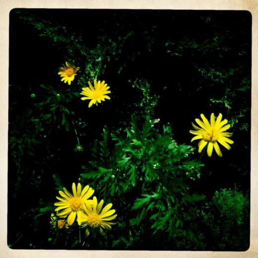 21_HIP_357978402.741975