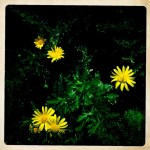 21_HIP_357978402.741975